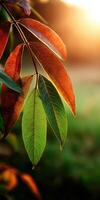 Colorful leaves basking in sunlight during twilight photo