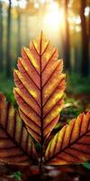 Beautiful autumn leaves catching sunlight in a forest photo