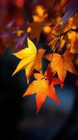 Vibrant autumn leaves glow in soft light photo