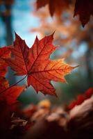 Vibrant autumn leaves captured in soft daylight photo