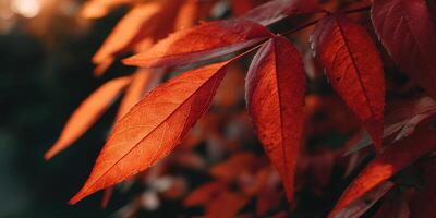 Vibrant red leaves glowing in autumn sunlight photo