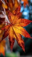Stunning autumn leaf showcasing vivid colors in nature photo
