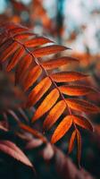 Autumn leaves by james mccormick photo