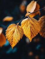 Golden leaves shimmer in autumn sunlight above photo