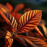 Vibrant autumn leaves illuminated by golden sunlight photo