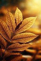 Golden leaves shimmering in the soft morning light photo
