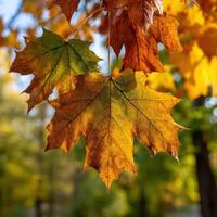 Colorful autumn leaves hanging on a tree branch photo