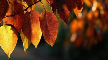 Fall leaves catching sunlight in a serene landscape photo