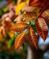 Autumn leaves display vibrant colors and patterns photo