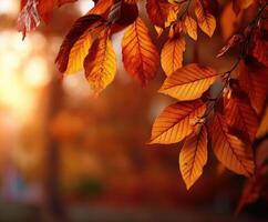 Colorful autumn leaves illuminated by warm sunlight photo