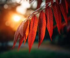 Vibrant autumn leaves illuminated by sunset glow photo