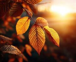 Vibrant autumn leaves in golden evening light photo