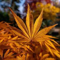 Vibrant autumn leaves in a serene garden photo
