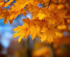 Vibrant autumn leaves glowing under the sun's rays photo
