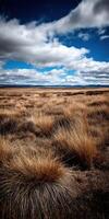 Vast dry grassland under a blue sky with clouds photo
