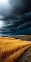 Dark clouds gather over golden fields in nature photo