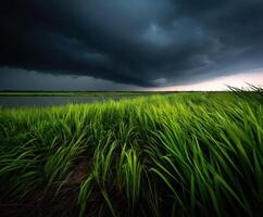 A stormy sky over a marshy field with tall grass photo