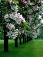 Blooming apple trees along a green spring path photo
