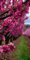 Cherry blossoms bloom vibrantly in a spring orchard photo