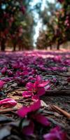 Spring blooms adorn the ground under trees in orchard photo
