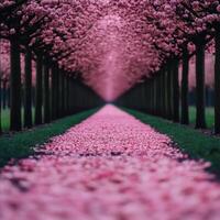 Cherry trees bloom, forming a lovely spring path photo