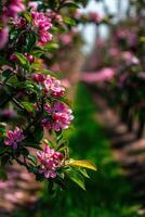 Blossoms bloom in a vibrant spring orchard photo