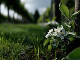 Blossoming flowers signify the arrival of spring photo
