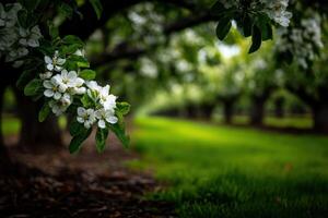 Blossoming apple trees in vibrant spring setting photo