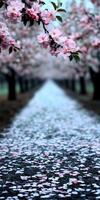 Blossoming cherry trees lining a tranquil spring path photo