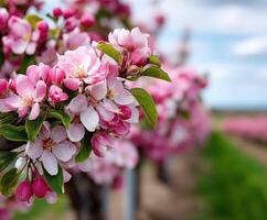 A close up of a flowering apple tree photo