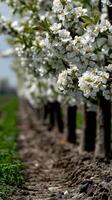 Cherry blossom trees in full bloom during springtime photo