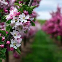 Apple blossoms in full bloom during springtime photo