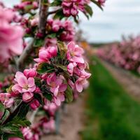 Blooming apple trees in springtime orchard landscape photo
