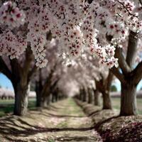 Blossom-laden path through springtime cherry trees photo