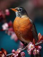 Robin perched among spring blossoms in bright colors photo