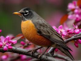 Robin perched on a branch surrounded by spring blossoms photo