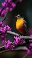 Colorful robin perched on blooming spring branch photo