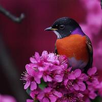 Colorful robin perched on spring flowers in bloom photo