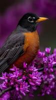 Robin perched on vibrant spring flowers in bloom photo