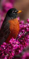 Spring robin perched on vibrant pink blossoms in bloom photo