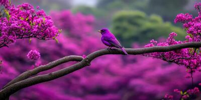 A purple bird sits on a branch in front of a pink tree photo