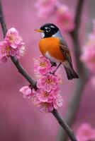 Bright robin perched on blossoms in springtime bloom photo