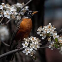 Robin perched on blooming spring blossoms in a garden photo