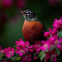 Spring robin perched among vibrant pink flowers photo
