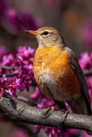 Robin perched on a branch amidst vibrant spring blooms photo