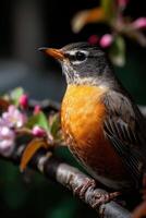 Robin on branch with spring flowers photo