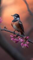 Spring robin perched on a blooming branch at sunset photo