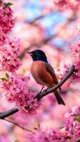 Spring robin perched among cherry blossoms in bloom photo