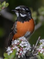 Colorful robin perched among spring blossoms photo