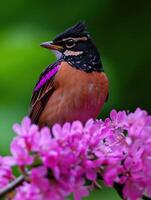Spring robin perched among blooming pink flowers photo